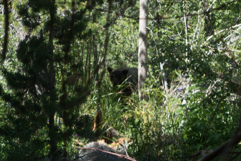 bear in woods