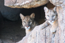Large Cats In Zoo