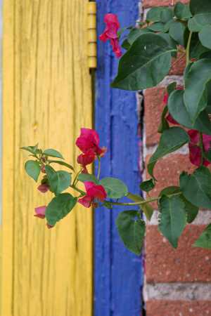Red flowers